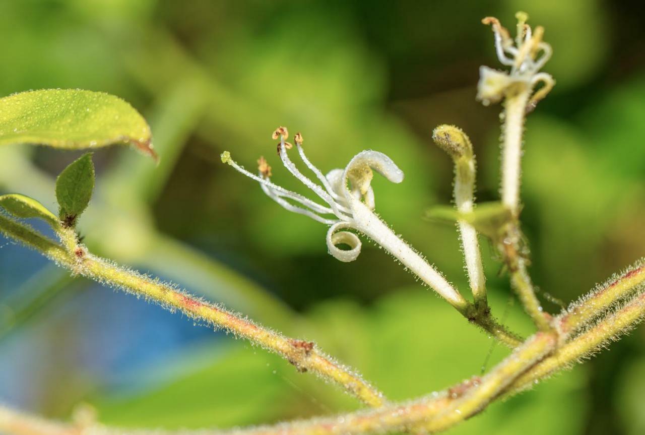 The Wild Seeds Chauvigny Dış mekan fotoğraf